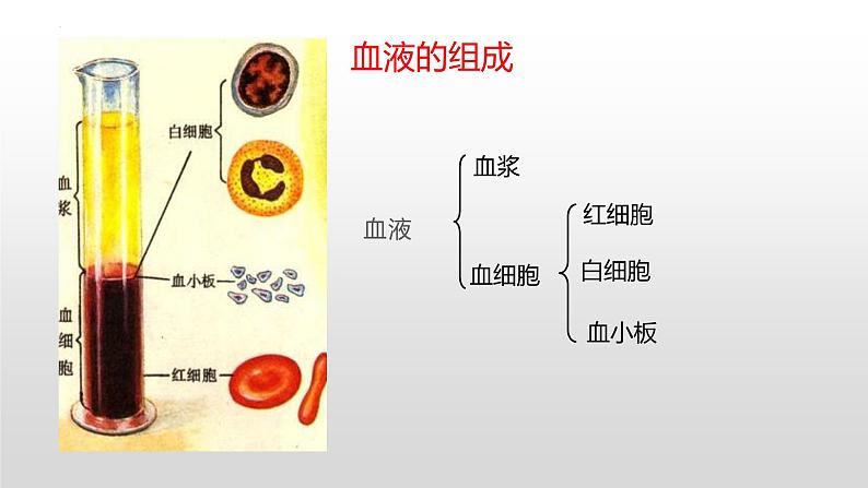 第四单元第四章第一节流动的组织 血液 课件 人教版生物七年级下册07