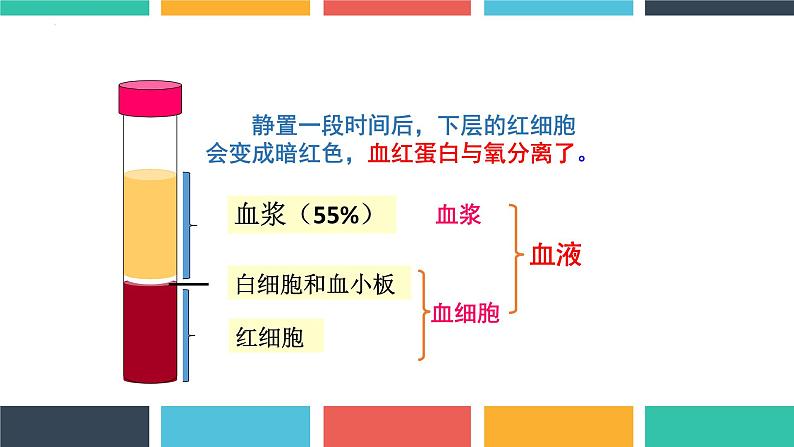 第四单元第四章第一节流动的组织——血液课件  人教版生物七年级下册08