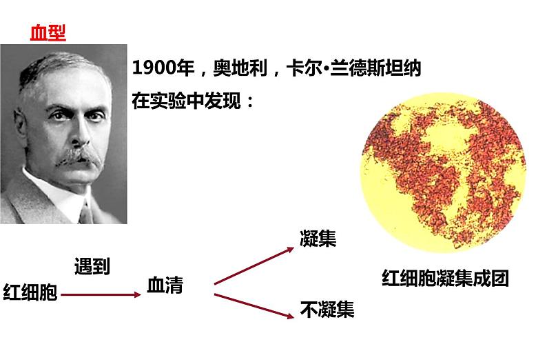 第四单元第四章第四节输血与血型课件  人教版生物七年级下册08