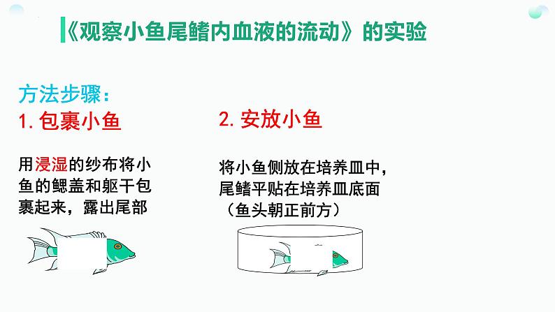 第四单元第四章第一节血流的管道——血管 课件 人教版生物七年级下册05