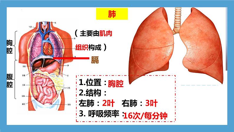 第四单元第三章第二节   发生在肺内的气体交换课件  人教版生物七年级下册07