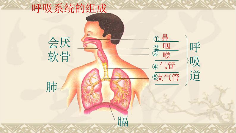 第四单元第三章第二节呼吸道对空气的处理课件  人教版七年级生物下册第4页