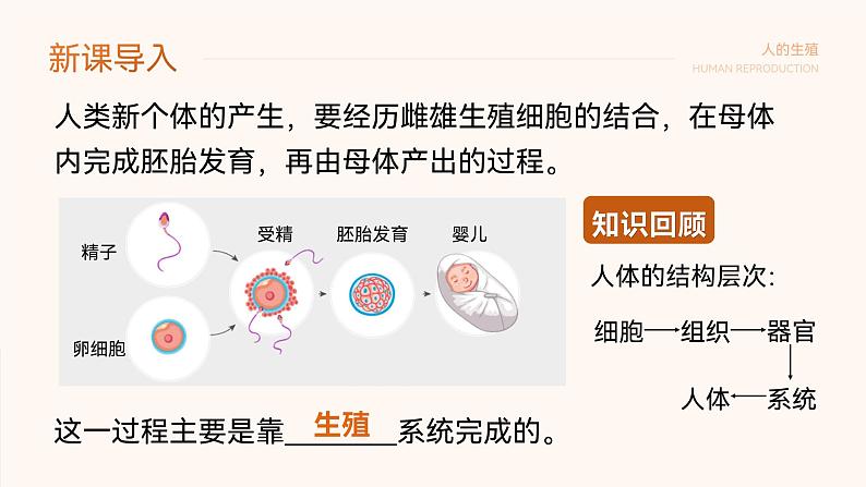 第四单元第一章第二节人的生殖 课件 人教版生物七年级下册第4页