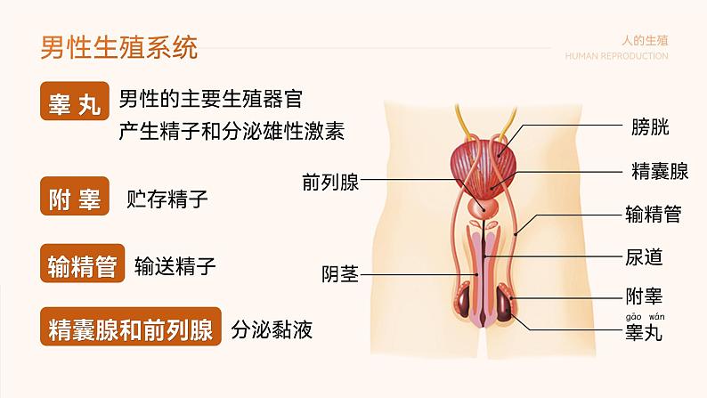 第四单元第一章第二节人的生殖 课件 人教版生物七年级下册第6页