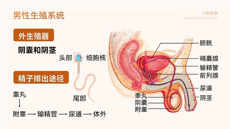 第四单元第一章第二节人的生殖 课件 人教版生物七年级下册第7页