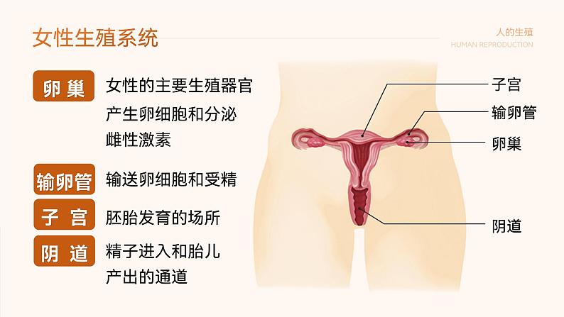 第四单元第一章第二节人的生殖 课件 人教版生物七年级下册第8页