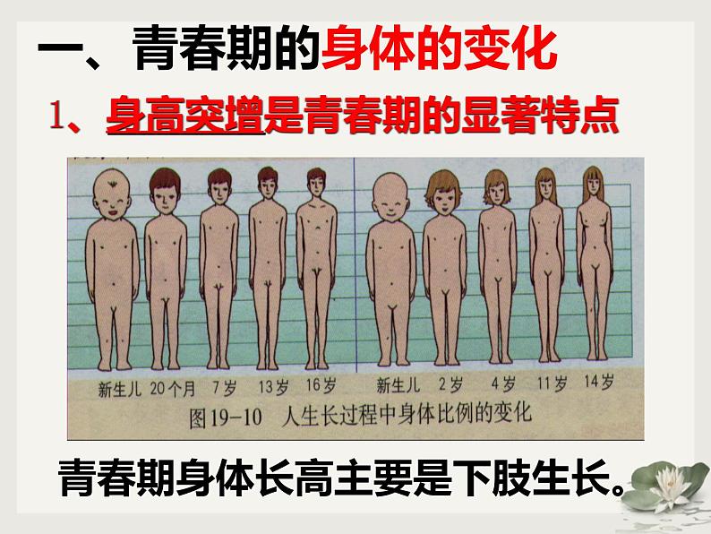 第四单元第一章第三节青春期 课件  人教版生物七年级下册04