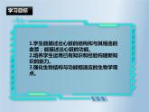 第四单元第四章第三节输送血液的泵—心脏 课件  人教版生物七年级下册