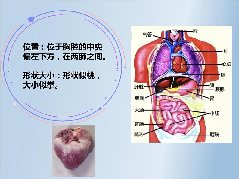 第四单元第四章第三节输送血液的泵—心脏 课件  人教版生物七年级下册04