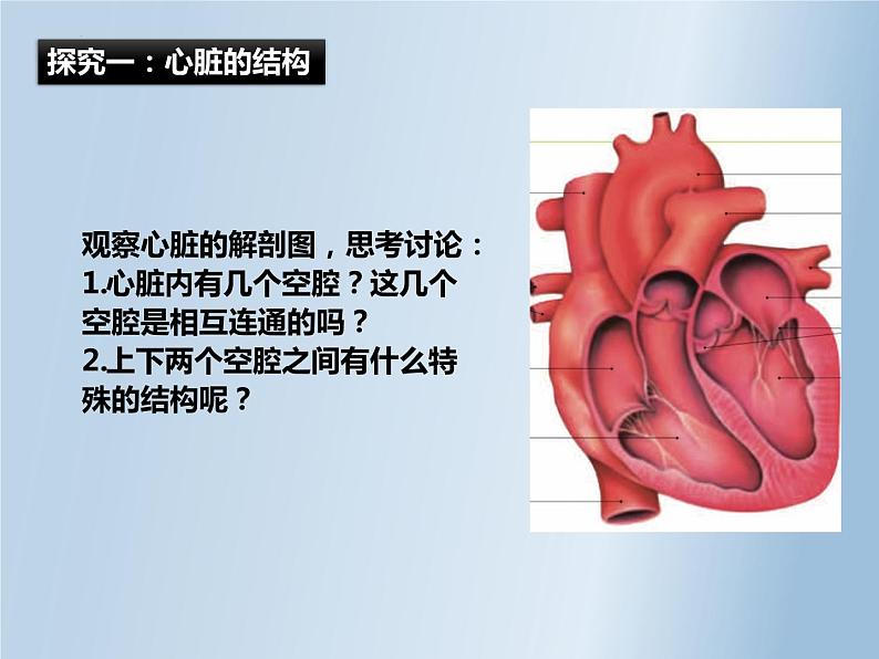 第四单元第四章第三节输送血液的泵—心脏 课件  人教版生物七年级下册07