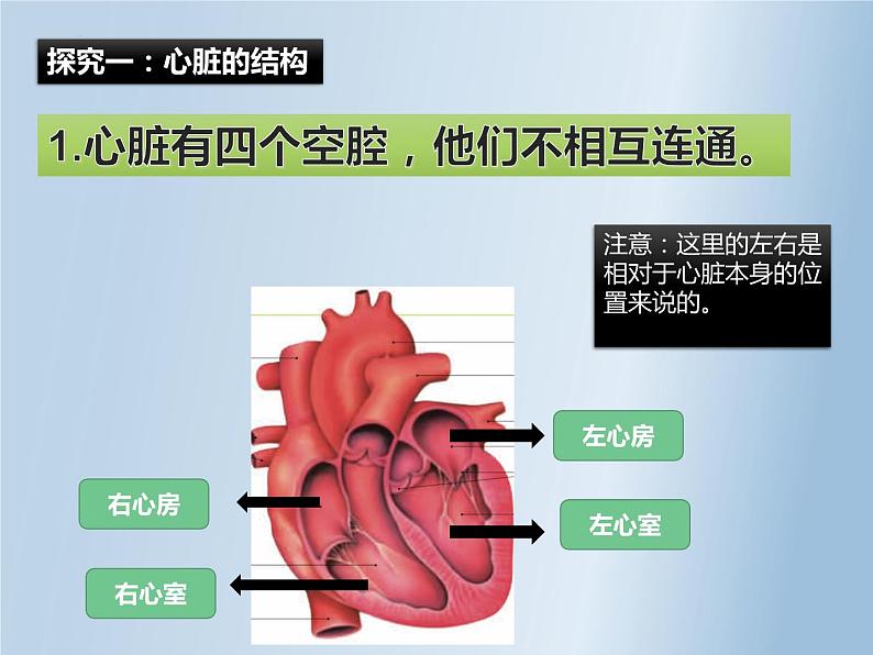 第四单元第四章第三节输送血液的泵—心脏 课件  人教版生物七年级下册08