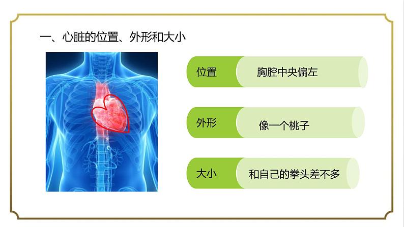 第四单元第四章第三节输送血液的泵-心脏课件   人教版生物学七年级下册第3页