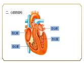第四单元第四章第三节输送血液的泵-心脏课件   人教版生物学七年级下册