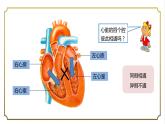 第四单元第四章第三节输送血液的泵-心脏课件   人教版生物学七年级下册