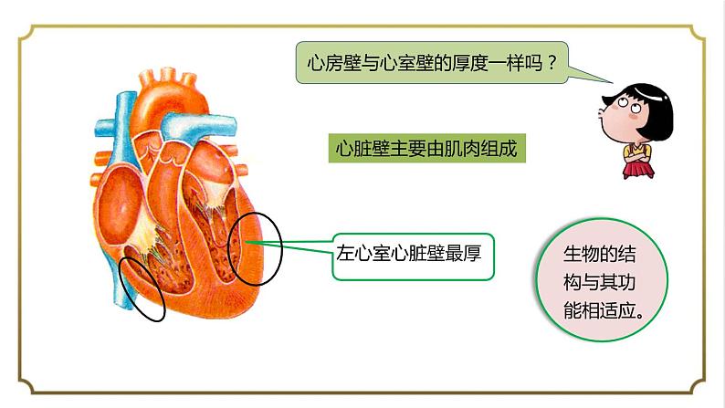 第四单元第四章第三节输送血液的泵-心脏课件   人教版生物学七年级下册第6页