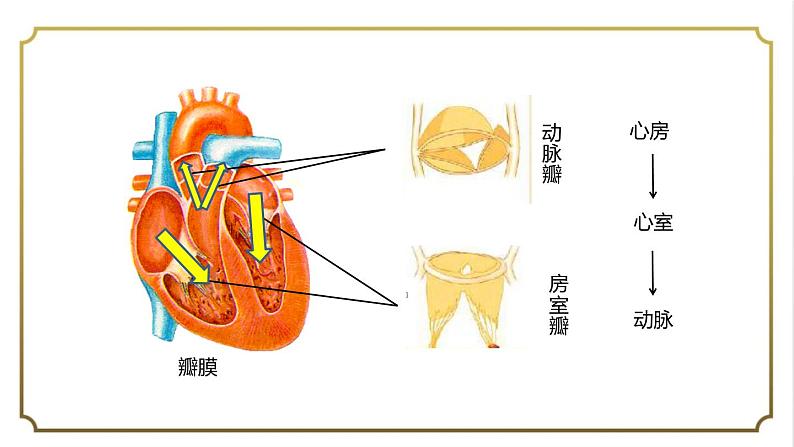 第四单元第四章第三节输送血液的泵-心脏课件   人教版生物学七年级下册第8页