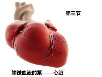 人教版 (新课标)七年级下册第三节 输送血液的泵──心脏优质ppt课件