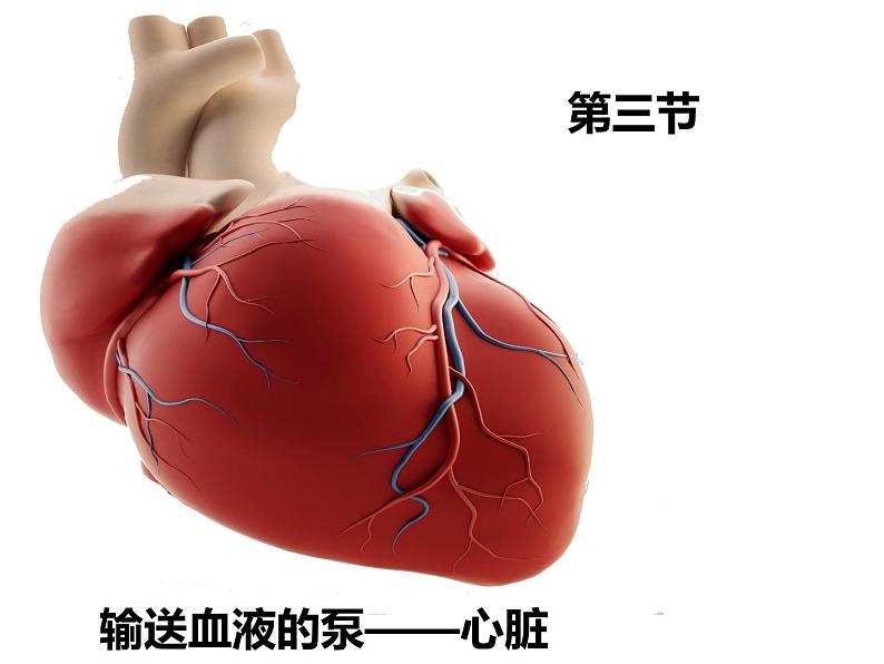 第四单元第四章第三节输送血液的泵——心脏课件  人教版生物七年级下册01