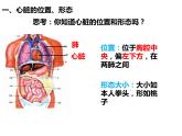 第四单元第四章第三节输送血液的泵——心脏课件  人教版生物七年级下册