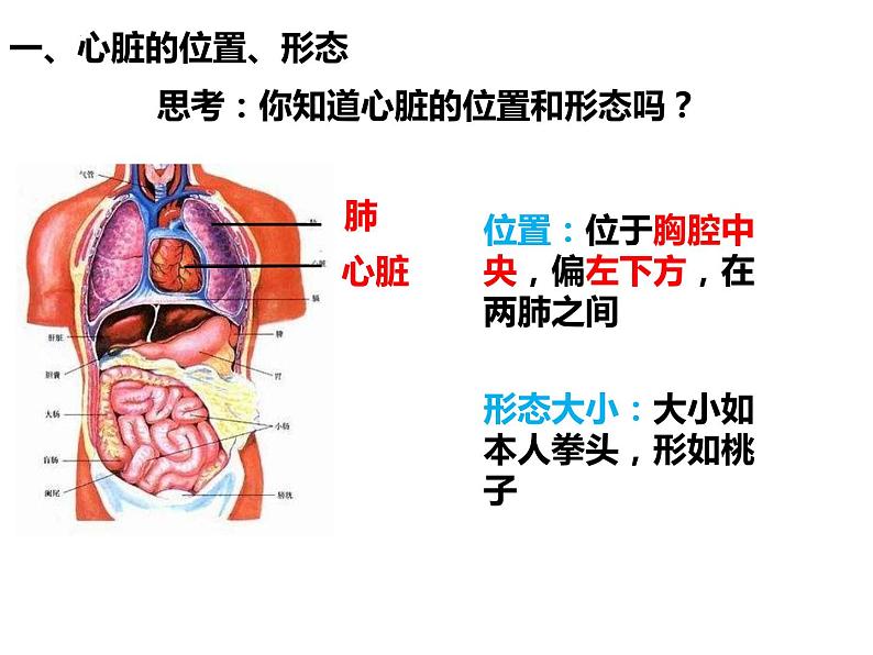 第四单元第四章第三节输送血液的泵——心脏课件  人教版生物七年级下册03