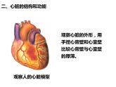 第四单元第四章第三节输送血液的泵——心脏课件  人教版生物七年级下册