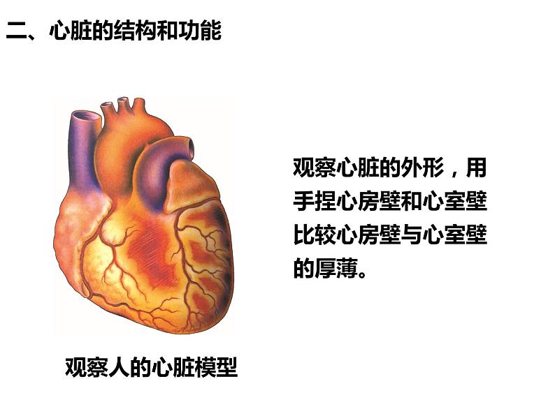 第四单元第四章第三节输送血液的泵——心脏课件  人教版生物七年级下册04