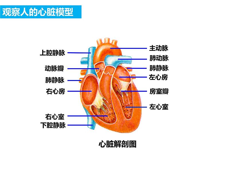 第四单元第四章第三节输送血液的泵——心脏课件  人教版生物七年级下册05