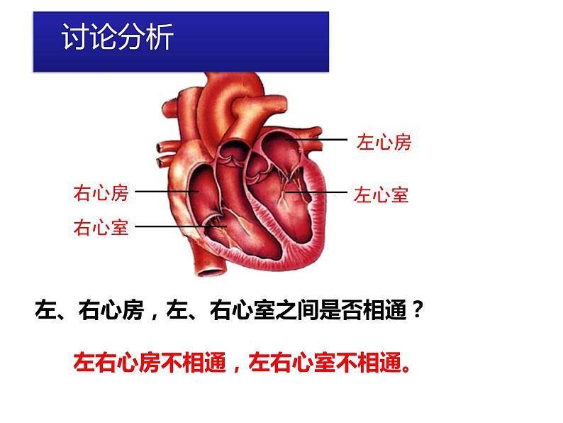 第四单元第四章第三节输送血液的泵——心脏课件  人教版生物七年级下册07