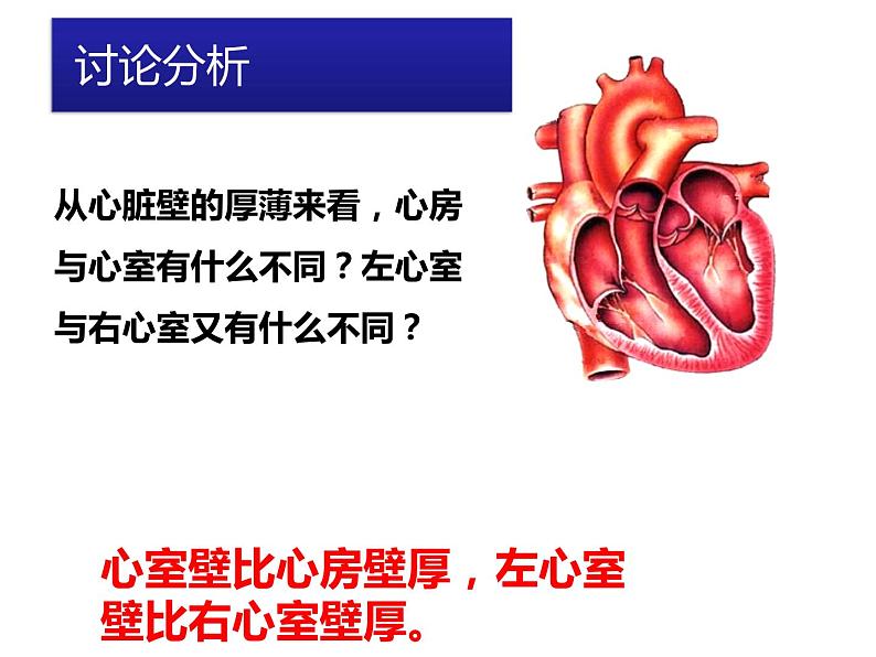 第四单元第四章第三节输送血液的泵——心脏课件  人教版生物七年级下册08