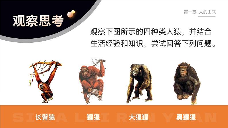 第四单元第一章第一节  人类的起源和发展  课件  人教版生物七年级下册第8页