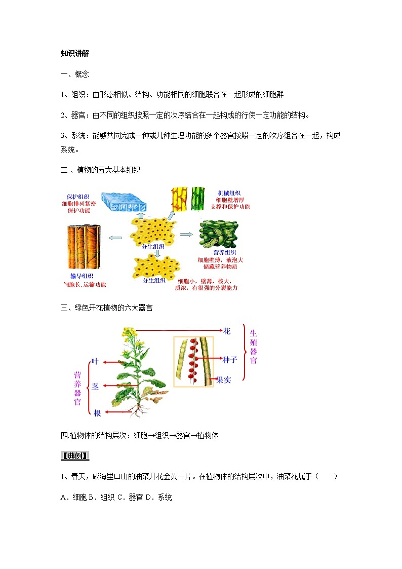 考点08 动植物体的结构层次-【讲通练透】一轮第2页