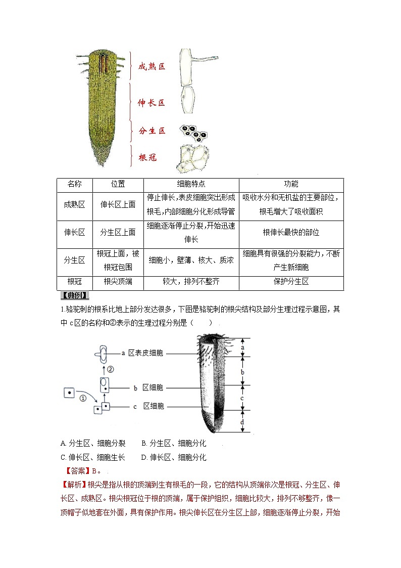 初中生物一轮复习【讲通练透】 考点13 植株的生长02