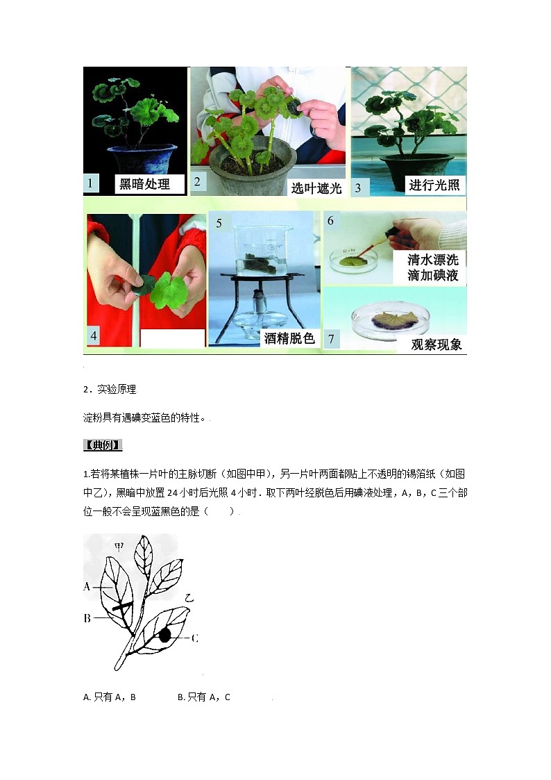 初中生物一轮复习【讲通练透】 考点16 植物的光合作用03