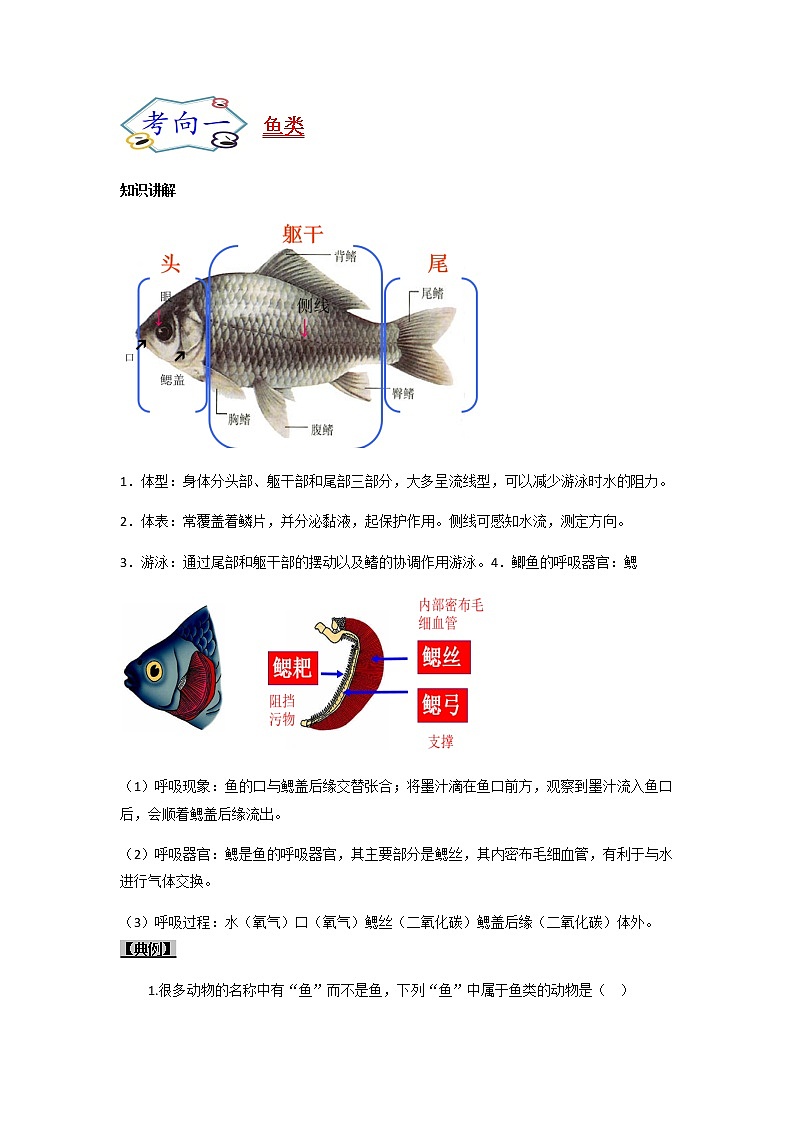 初中生物一轮复习【讲通练透】 考点31 +脊椎动物（变温动物）02