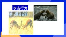 初中生物北京版八年级上册第二节 动物的行为优秀课件ppt_ppt02
