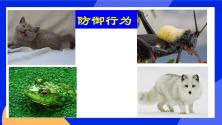 初中生物北京版八年级上册第二节 动物的行为优秀课件ppt_ppt03
