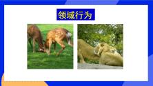 初中生物北京版八年级上册第二节 动物的行为优秀课件ppt_ppt04