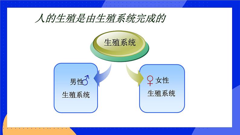 10.1 人的生殖和发育 课件+教案+习题+素材04