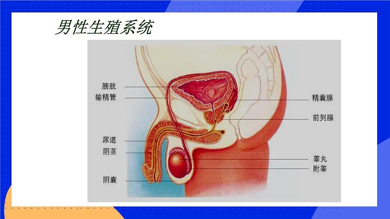 10.1 人的生殖和发育 课件+教案+习题+素材05