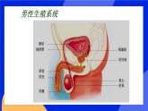 10.1 人的生殖和发育 课件+教案+习题+素材