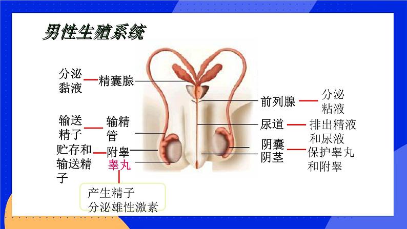 10.1 人的生殖和发育 课件+教案+习题+素材06