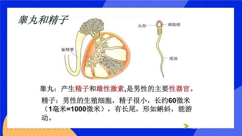 10.1 人的生殖和发育 课件+教案+习题+素材07