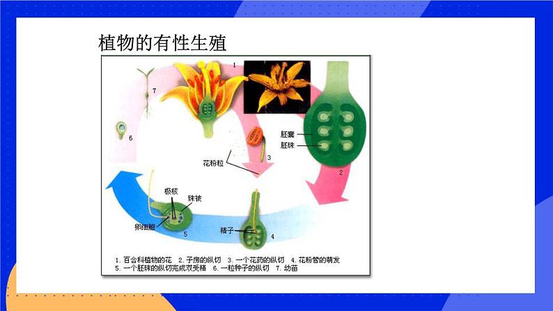 10.4 生物生殖的多种方式 课件+教案+习题+素材04