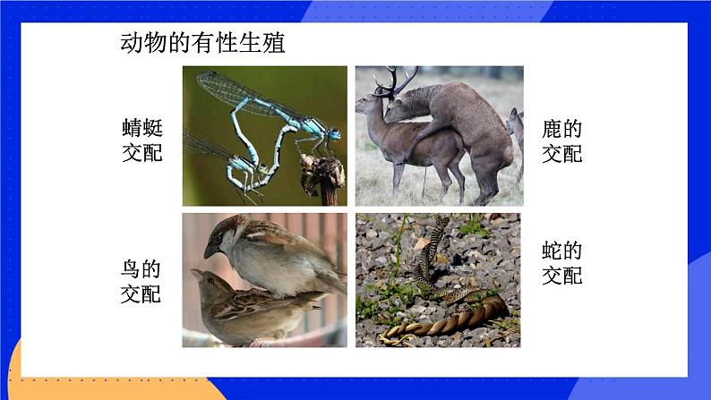 10.4 生物生殖的多种方式 课件+教案+习题+素材06