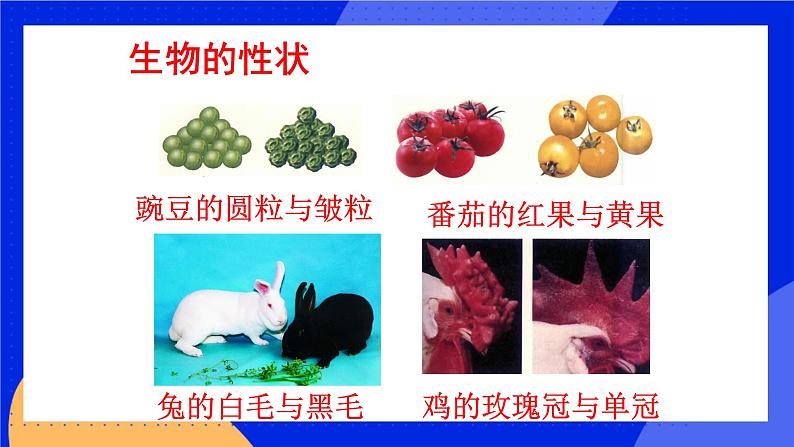 11.1 生物的性状表现 课件+教案+习题+素材02