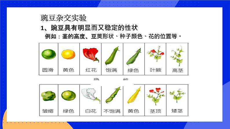 11.2生物的性状遗传 课件+教案+习题+素材03