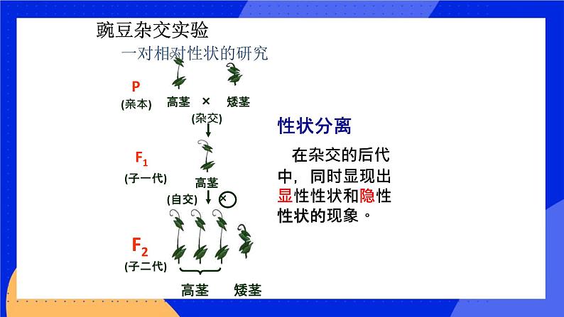 11.2生物的性状遗传 课件+教案+习题+素材08