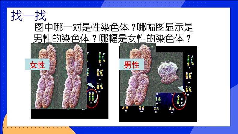 11.3 人类的遗传 课件+教案+习题+素材01
