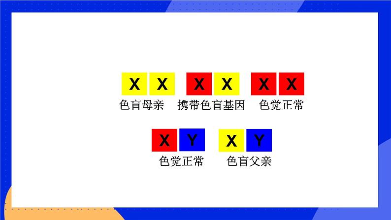 11.3 人类的遗传 课件+教案+习题+素材02