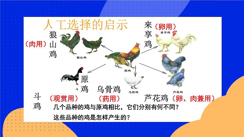 12.2  生物的进化 课件+教案+习题+素材01